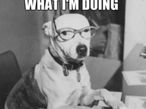 dog-blogging